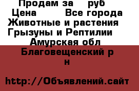 Продам за 50 руб. › Цена ­ 50 - Все города Животные и растения » Грызуны и Рептилии   . Амурская обл.,Благовещенский р-н